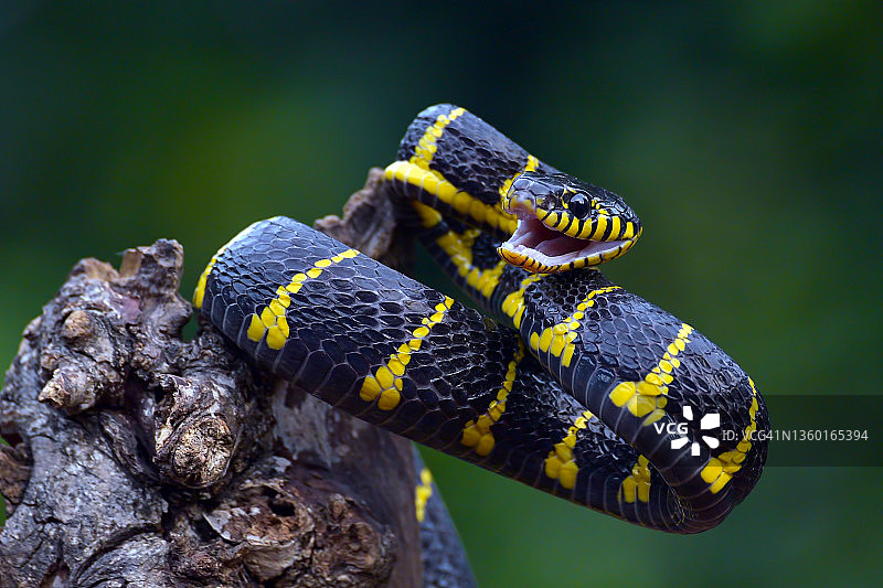 准备攻击的金环猫蛇图片素材