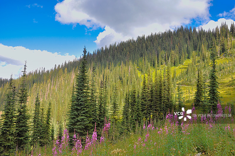 加拿大不列颠哥伦比亚省塞尔kirk山脉的茂密森林和野花图片素材