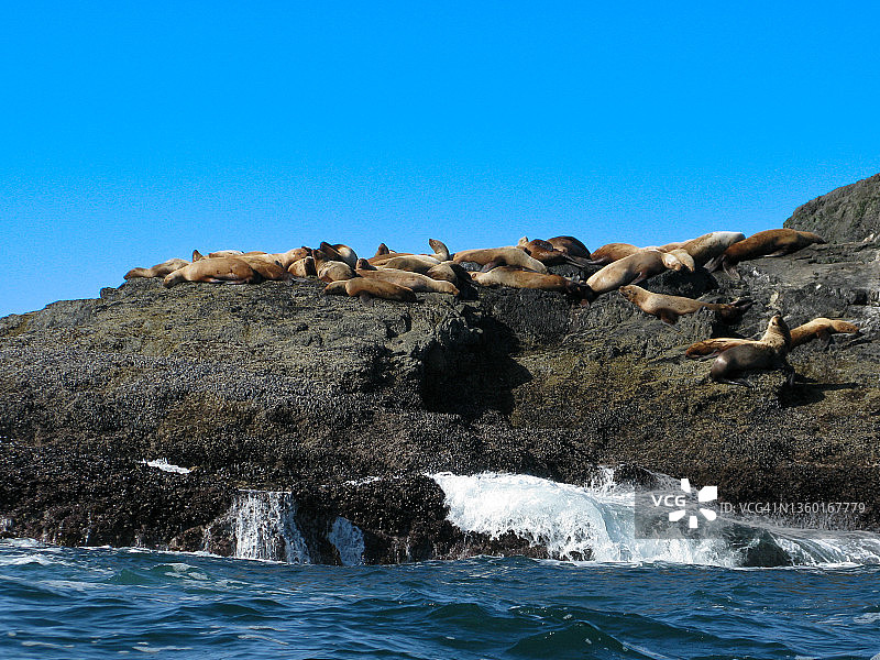 加拿大不列颠哥伦比亚省温哥华岛托菲诺附近岩石岛上的海港海豹图片素材