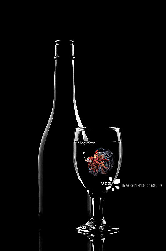 在酒瓶旁的玻璃杯中游泳的斗鱼图片素材