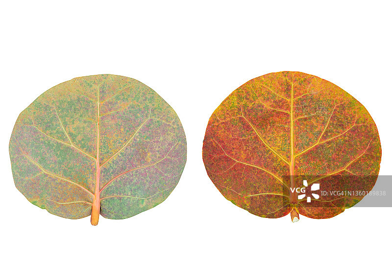 红绿叶子白色背景图片素材