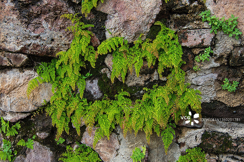 生长在石墙上的铁线蕨图片素材