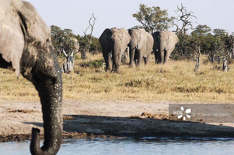 正在靠近水坑的大象图片素材
