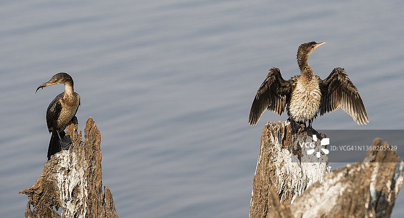 博茨瓦纳乔贝河中叼着鱼的鸬鹚图片素材