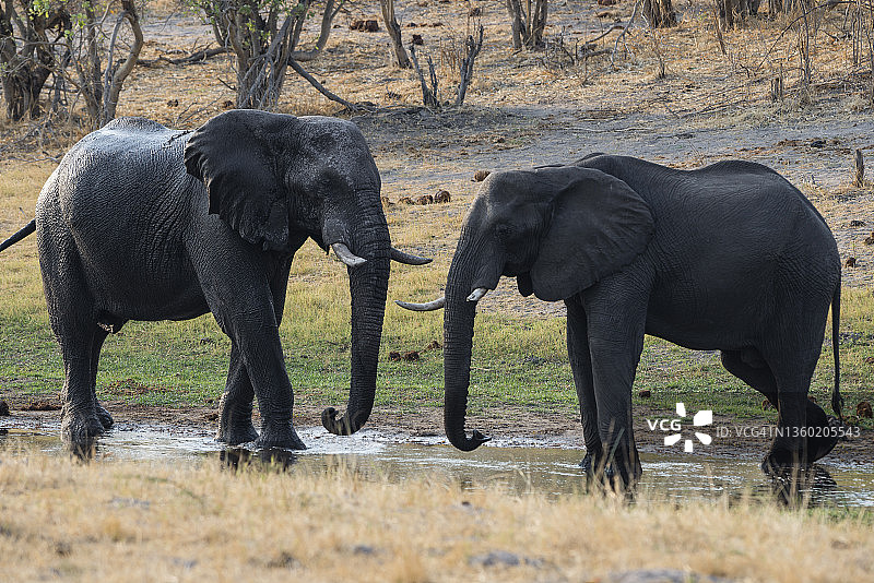 奥卡万戈三角洲萨武蒂的公象和母象图片素材