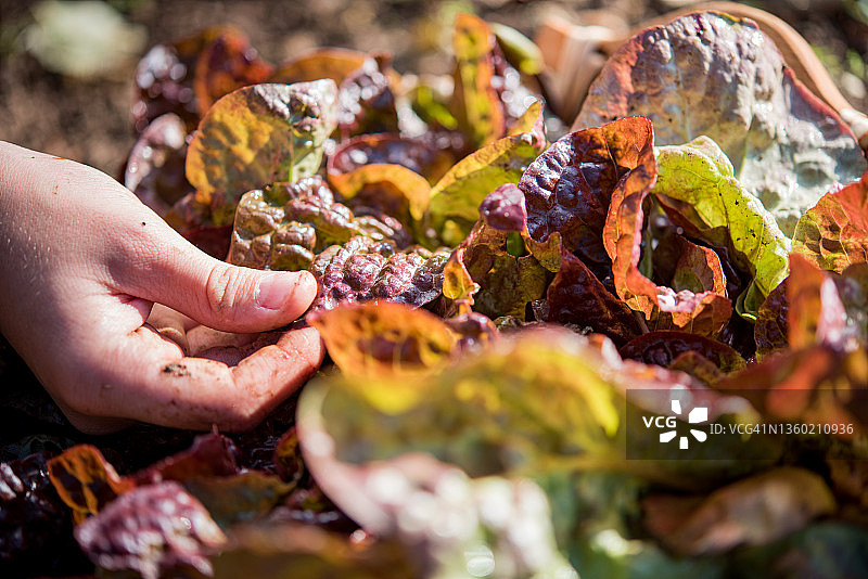 女孩在菜园里采摘新鲜的彩色生菜特写图片素材