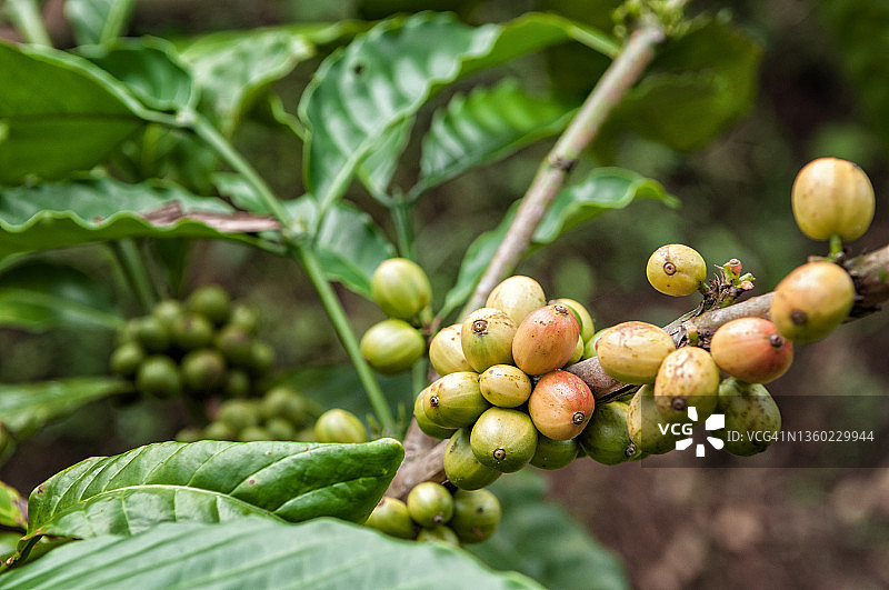 印度尼西亚东爪哇省加里巴鲁种植园的咖啡植物图片素材