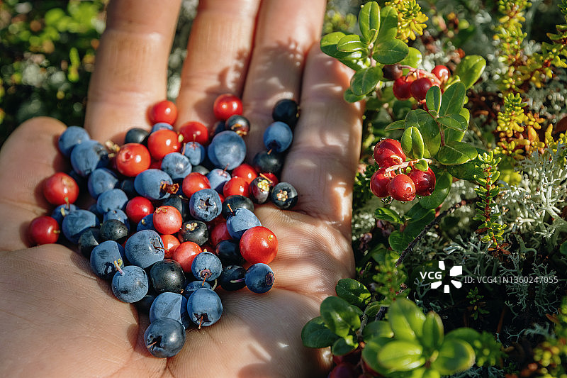在森林种植园采摘各种野生浆果：手掌盛满蓝莓、越橘和岩高兰图片素材
