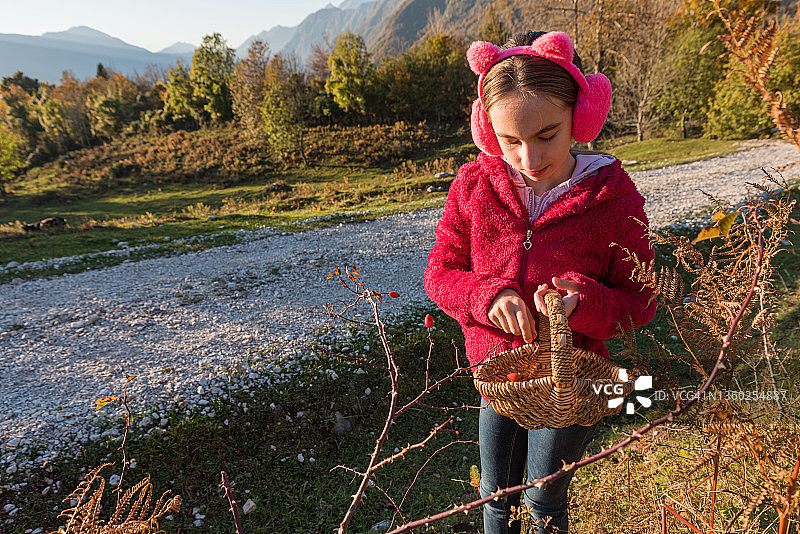 秋天里，女孩在山间草甸采摘成熟的玫瑰果图片素材
