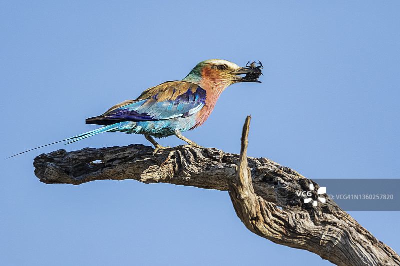 淡紫色襟辊图片素材
