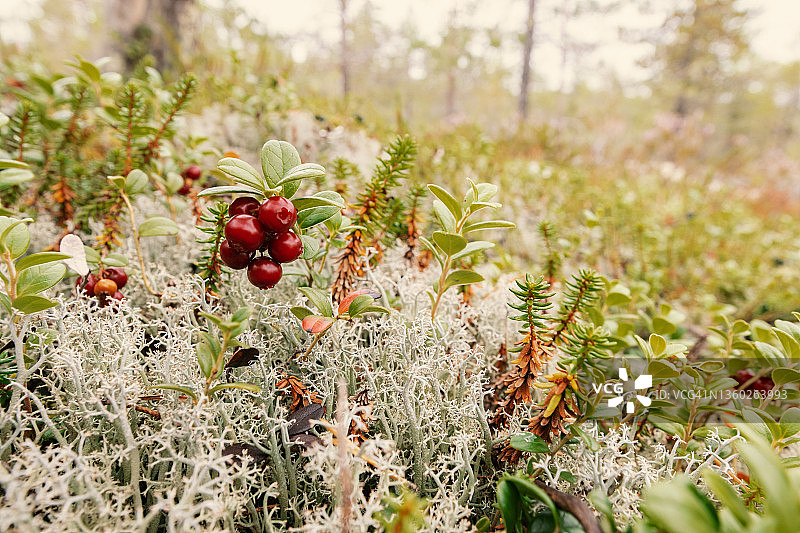 越橘属植物，成熟的浆果野生生长在地衣上图片素材