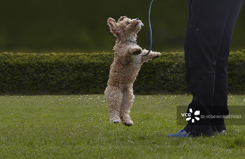 小狗跳跃图片素材