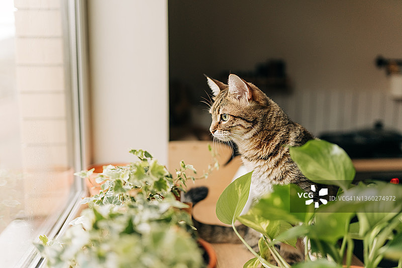 灰色条纹家猫坐在窗边，周围是室内植物的特写肖像图片素材