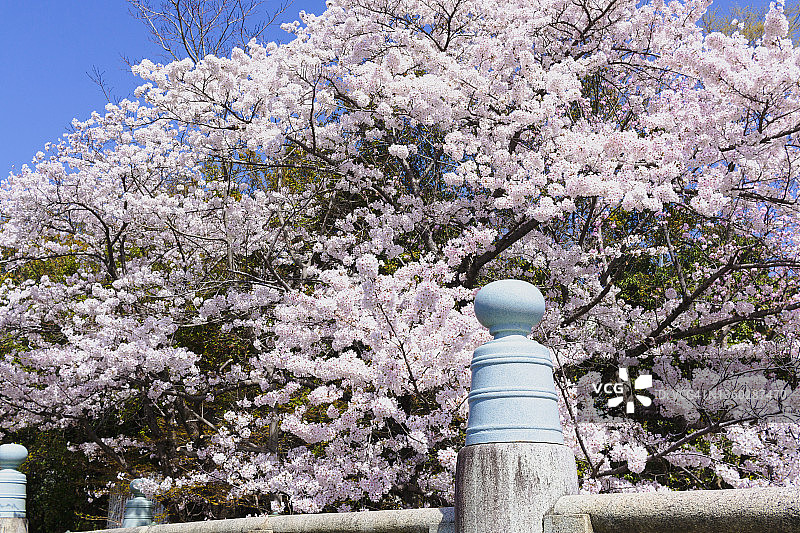 前景中的樱花与桥梁栏杆图片素材