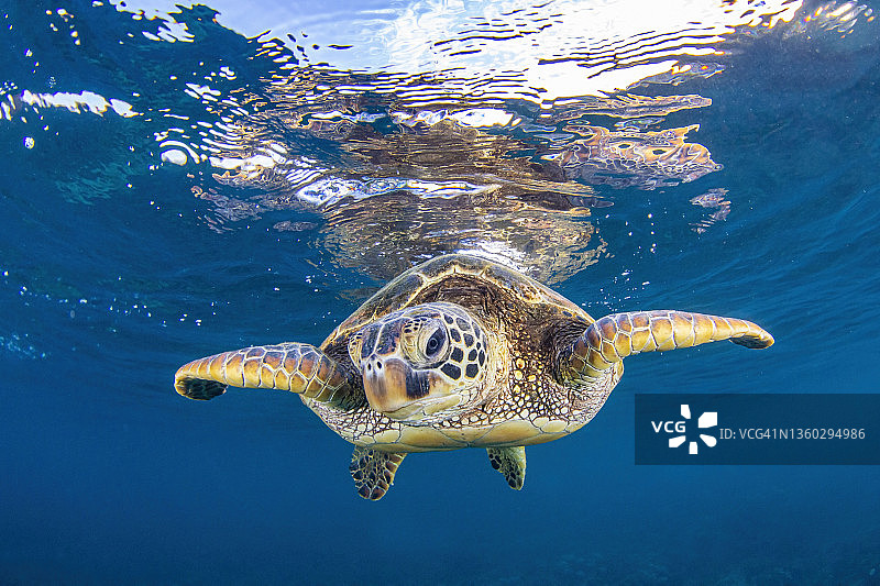 海龟1jul27-21图片素材