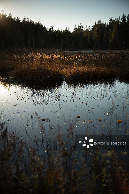 斯坦利公园的海狸湖图片素材