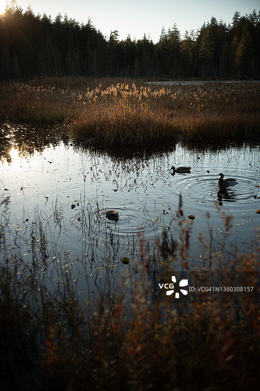 斯坦利公园的海狸湖图片素材