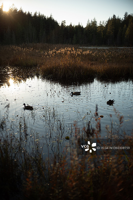 斯坦利公园的海狸湖图片素材