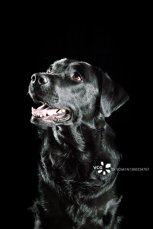 黑色背景下的拉布拉多犬特写图片素材