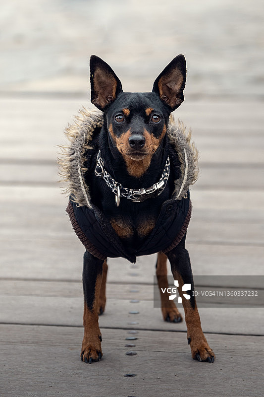 小鹿犬特写，看向镜头图片素材
