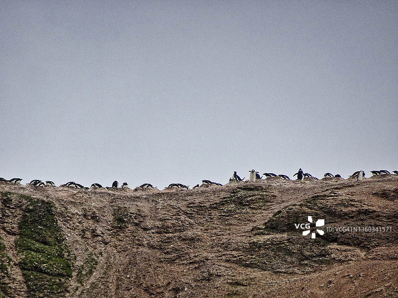 阿德利岛天际线上的金图企鹅群栖地图片素材