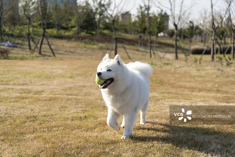 萨莫耶德人的狗图片素材