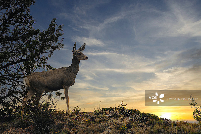 日落时分站在山脊上的鹿图片素材