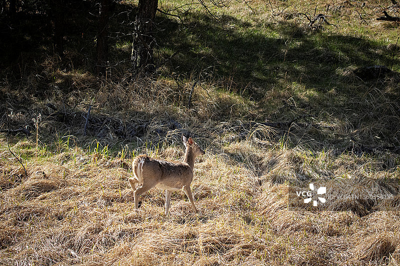 奔跑在山坡上的鹿图片素材