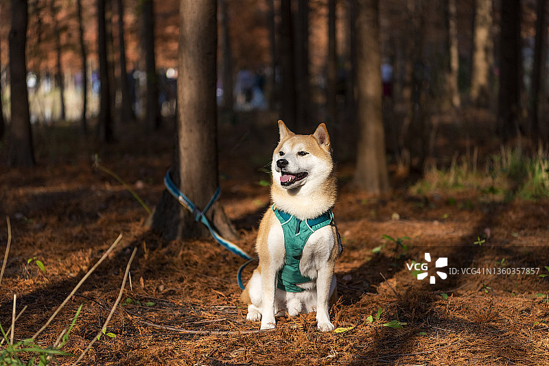 我的宠物shiba inu图片素材