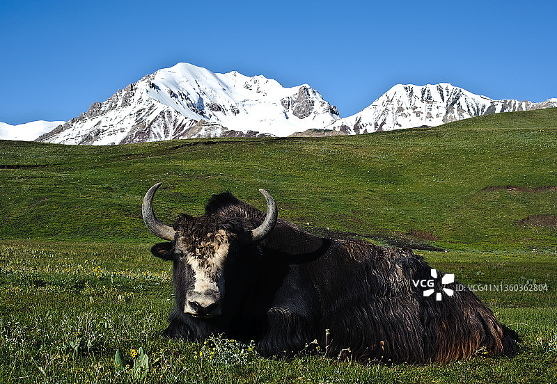 牦牛（吉尔吉斯斯坦）图片素材