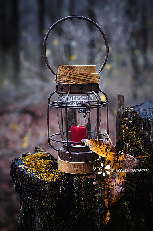 秋日森林的黄昏图片素材