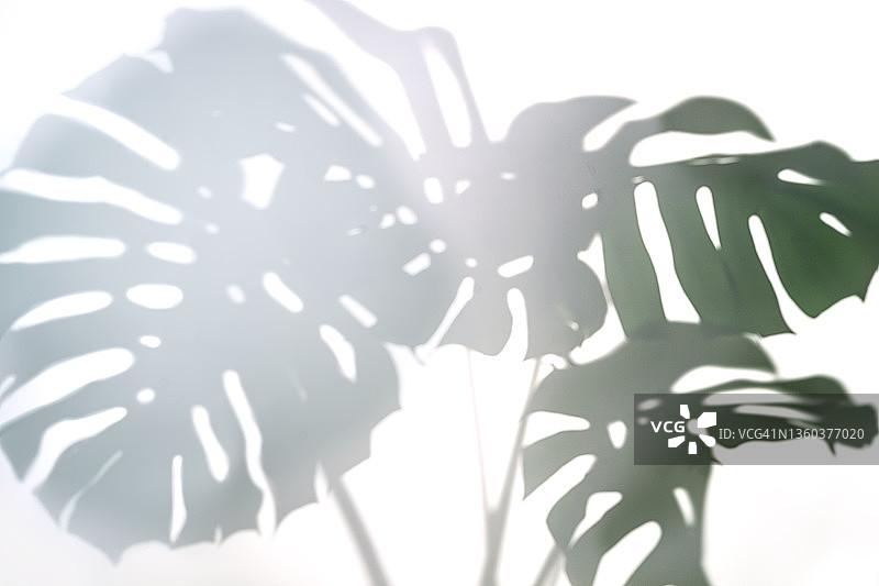 白色背景上时尚的热带蓬莱蕉叶子阴影图片素材
