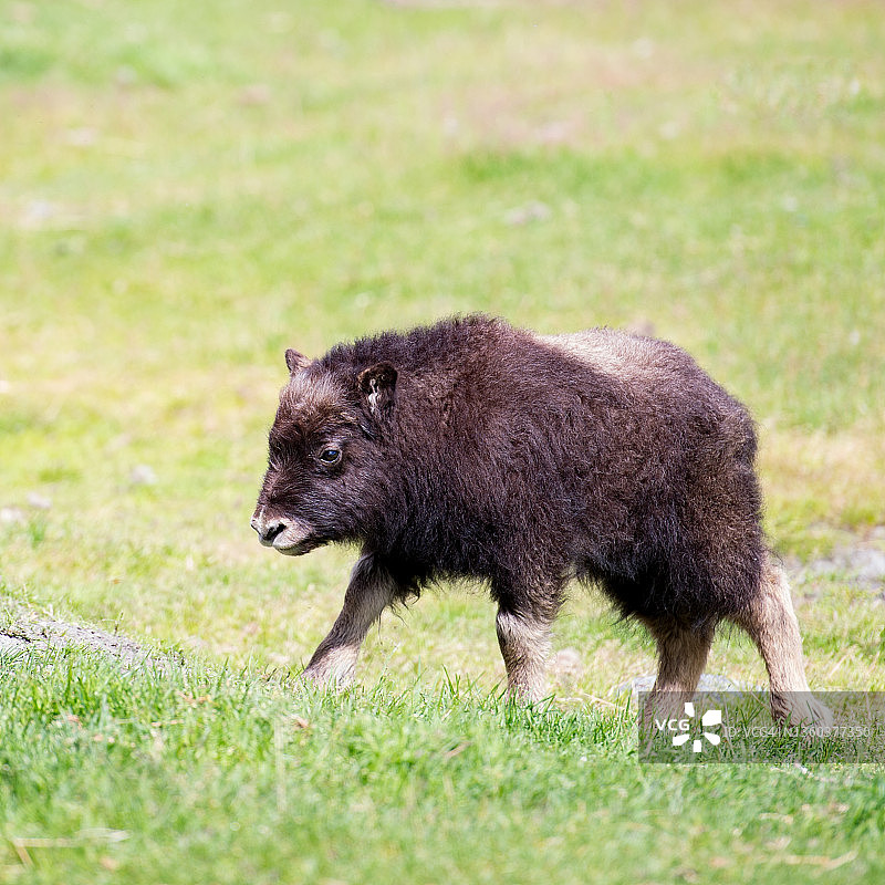 麝牛幼崽图片素材