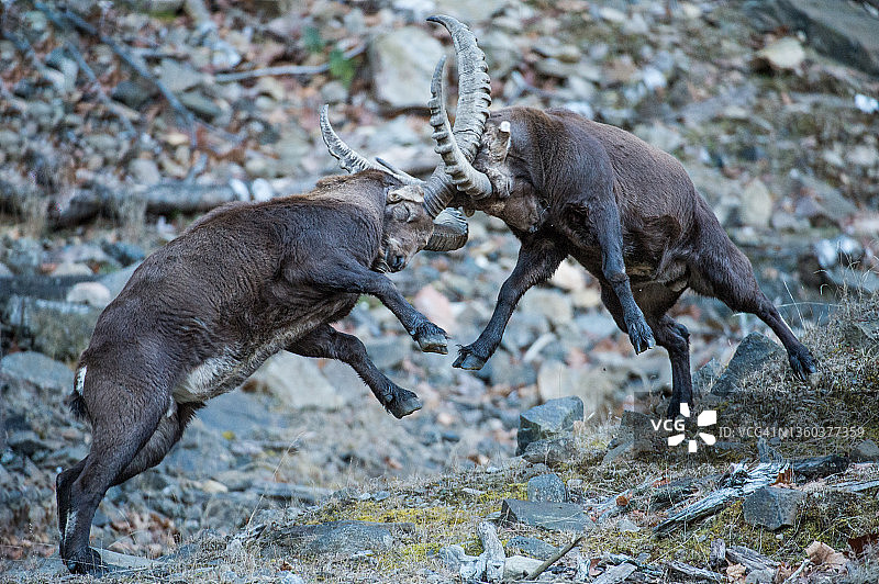 高山野生山羊嬉戏场景图片素材