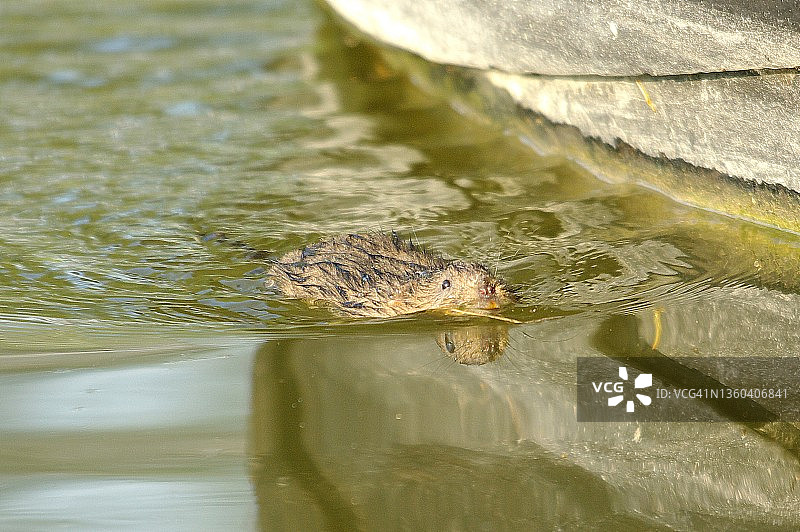 水田鼠图片素材