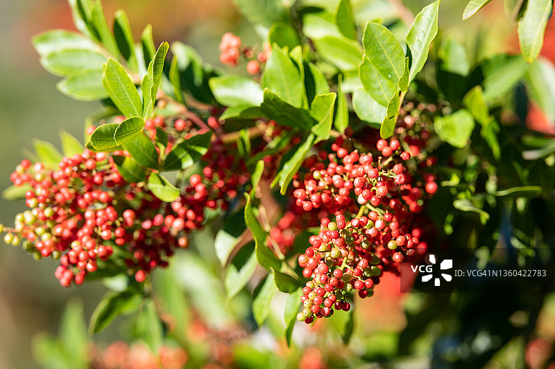 胡椒植物图片素材