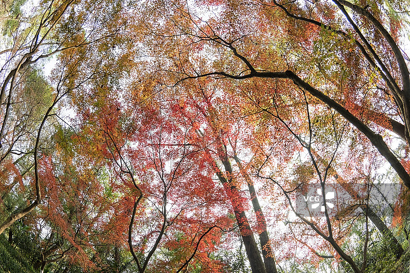 用鱼眼镜头拍摄的红色枫叶，形成美丽的抽象图案图片素材