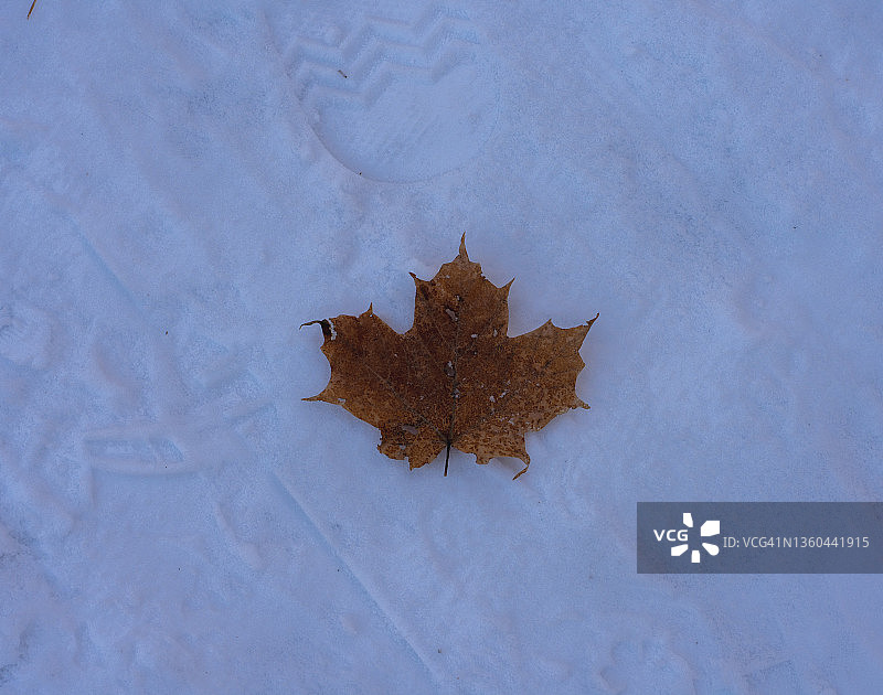 加拿大滑铁卢基奇纳市休伦公园的雪地上的枫叶图片素材