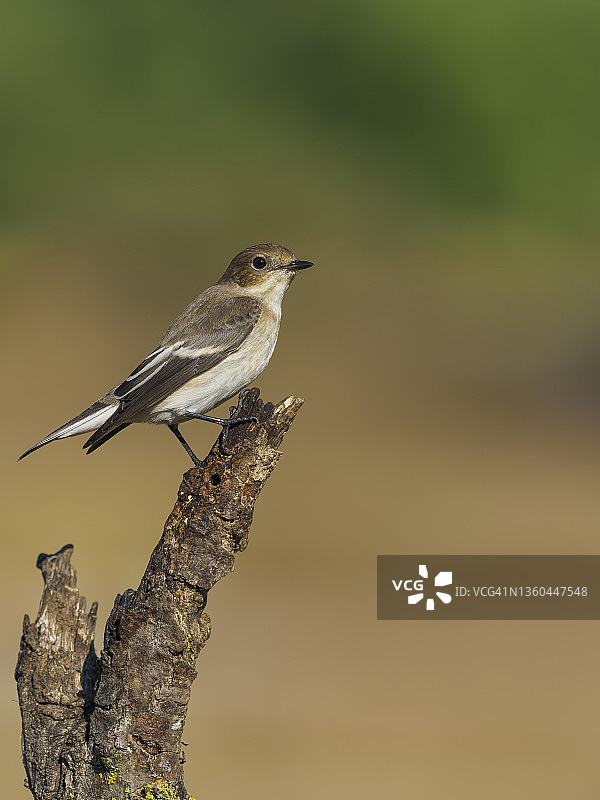栖息在树枝上的欧洲斑姬鹟图片素材