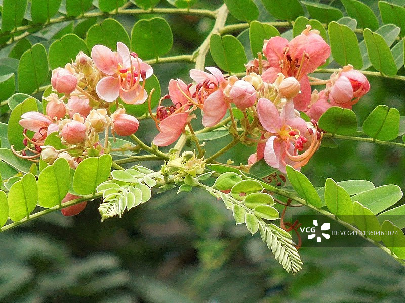 迷人的品茄树簇生小花（爪哇决明）图片素材