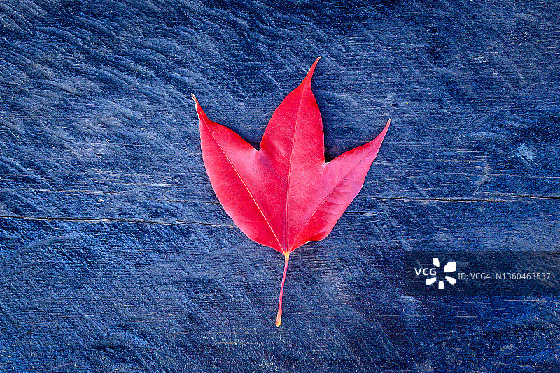 木头上的枫叶图片素材