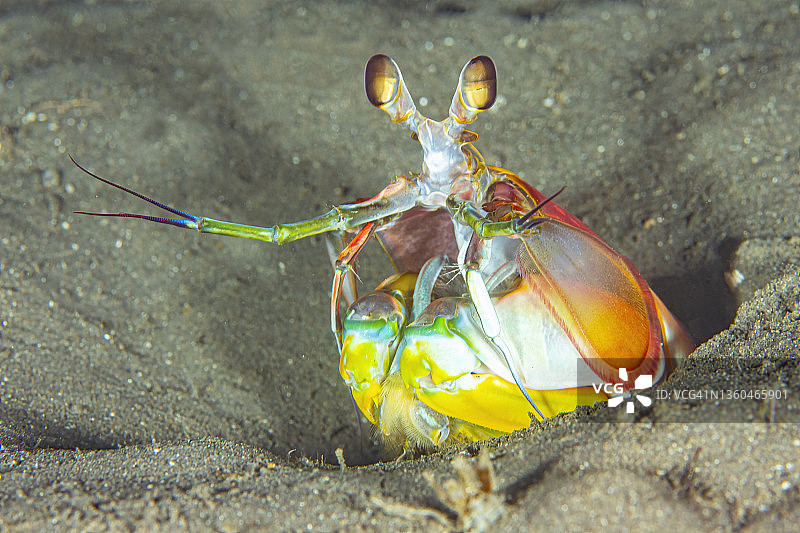 虾蛄11月7-21图片素材