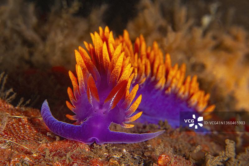 海蛞蝓图片素材