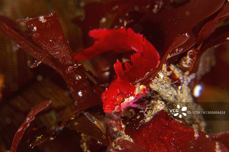 海藻鱼图片素材
