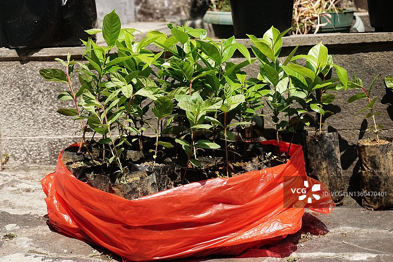 准备重新种植的月桂树苗图片素材