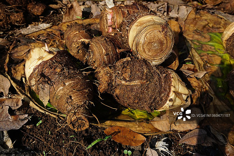 从芋头作物中收获大的棕色芋头块茎图片素材