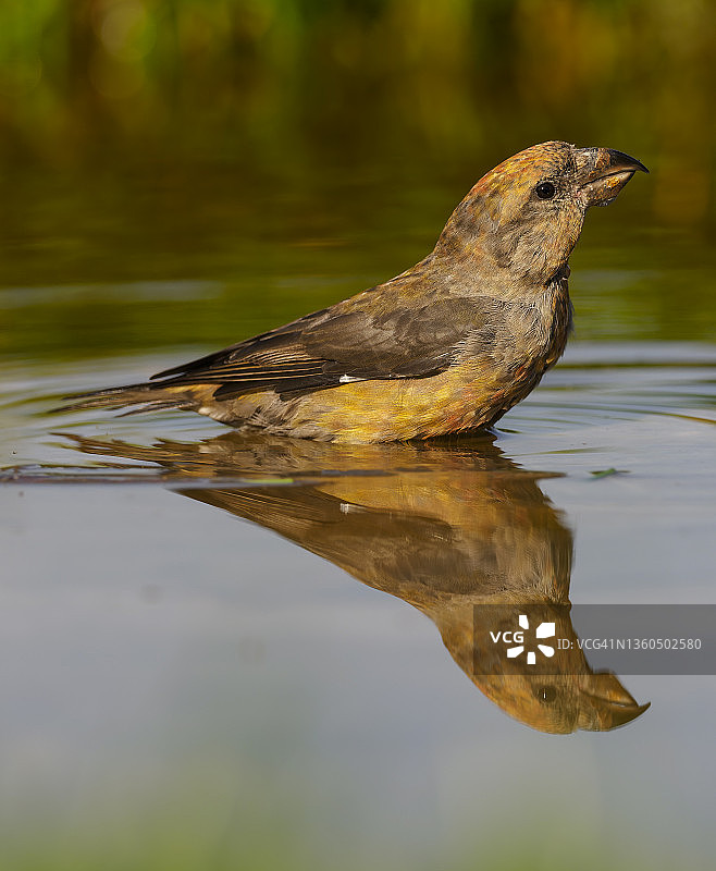 雌性红交嘴雀特写图片素材