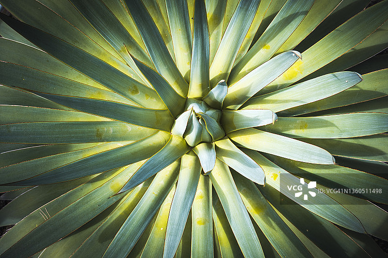 特内里费岛上的仙人掌特写图片素材