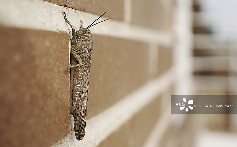 墙上的蚱蜢特写图片素材