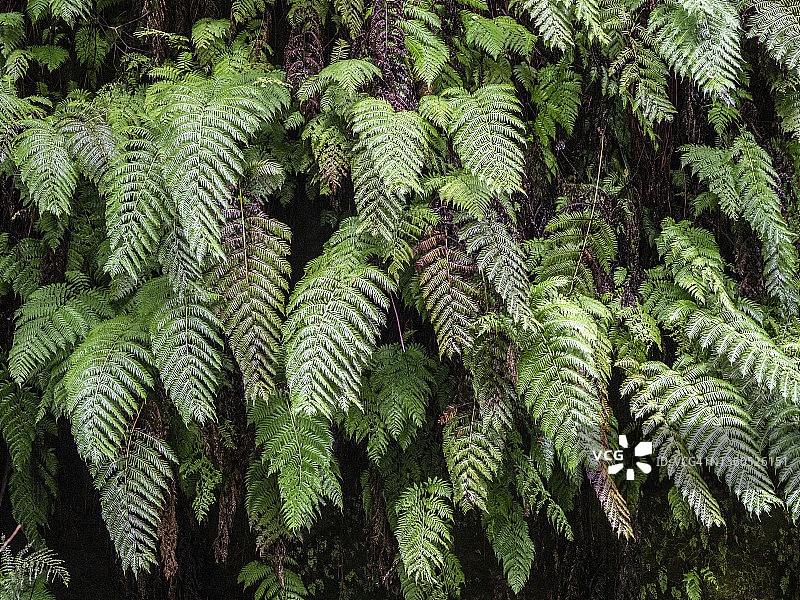森林中的野生蕨类植物叶子特写图片素材